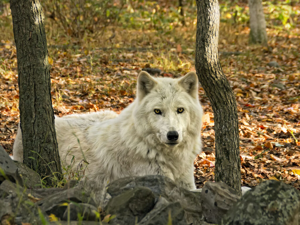 Tundra Wolf Lying Between the Trees