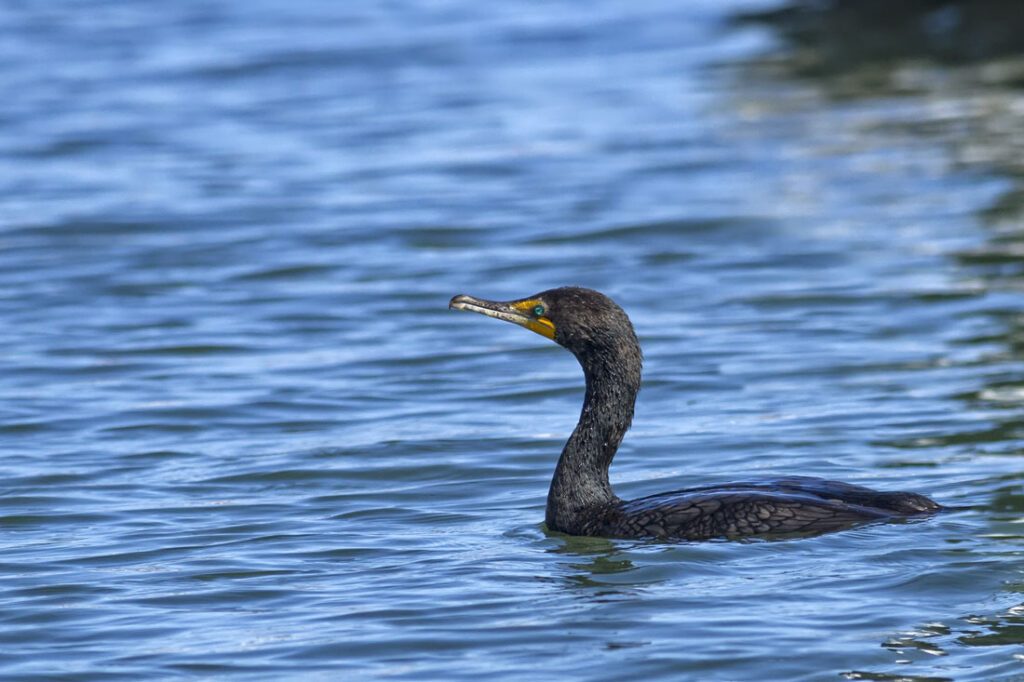 Double-crested Cormorant with the Aqua Eyes