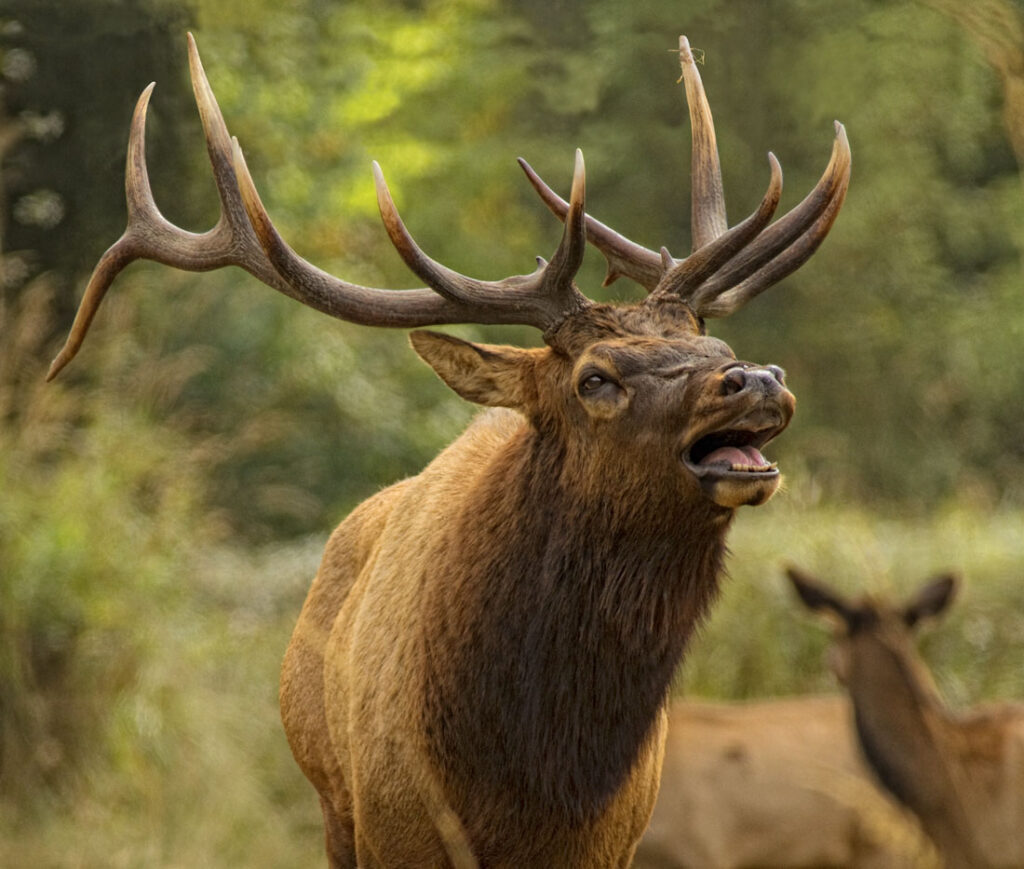 Roosevelt Elk Buck