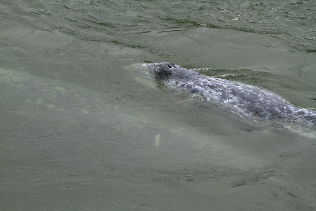 Gray Whale Baby