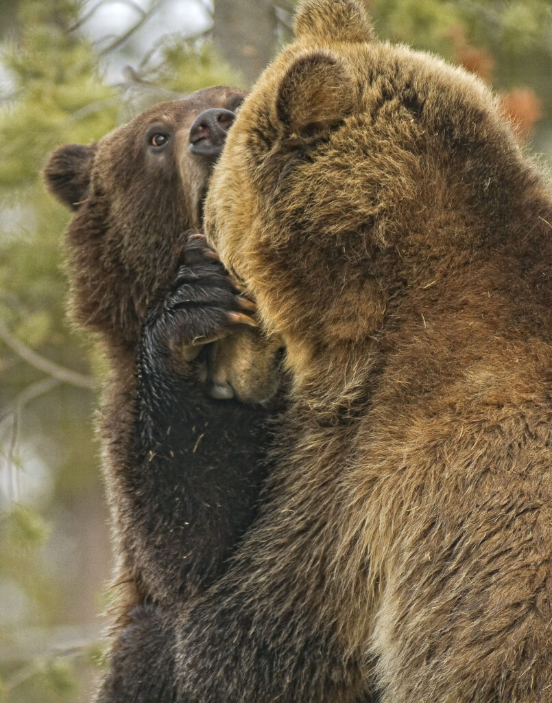 Grizzly Bears Wrestling