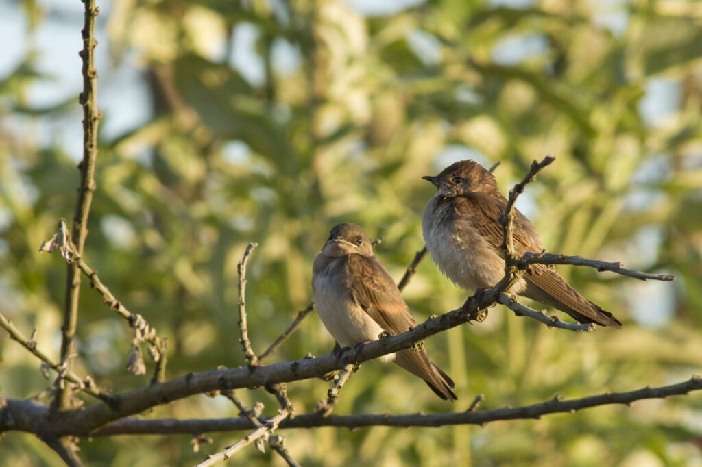 Northern Rough-winged Swallow Fledglings