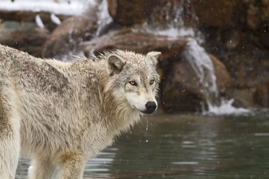 Timber Wolf Drinking