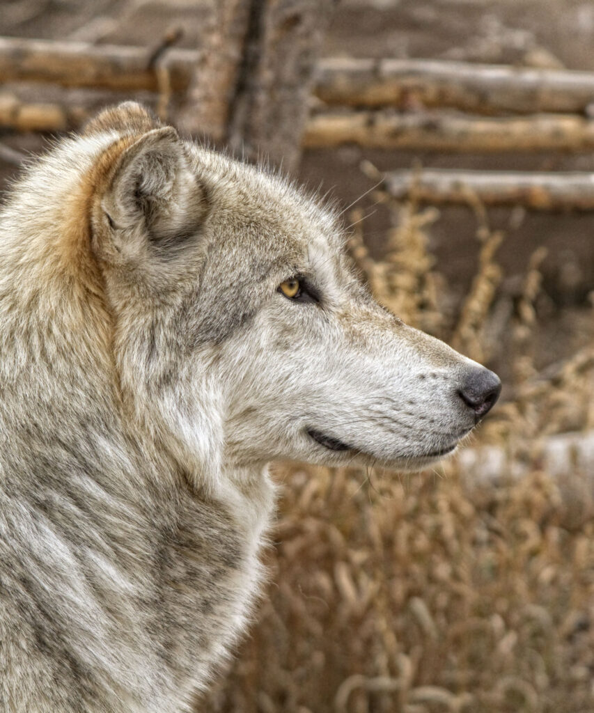 Timber Wolf Profile