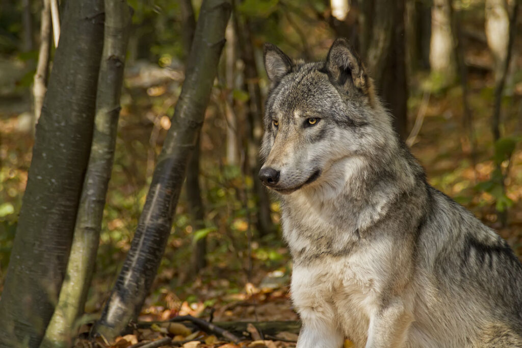 Timber Wolf Sitting and Waiting