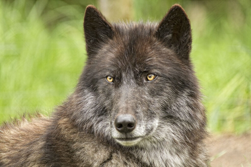 Black Timer Wolf