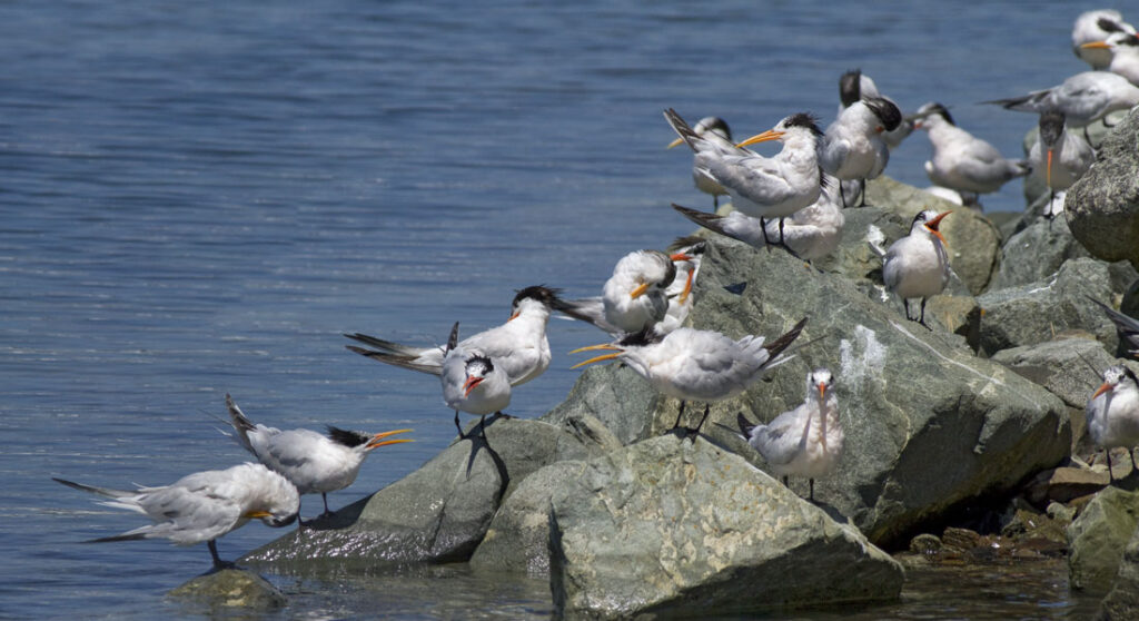 Elegant Terns Migrating