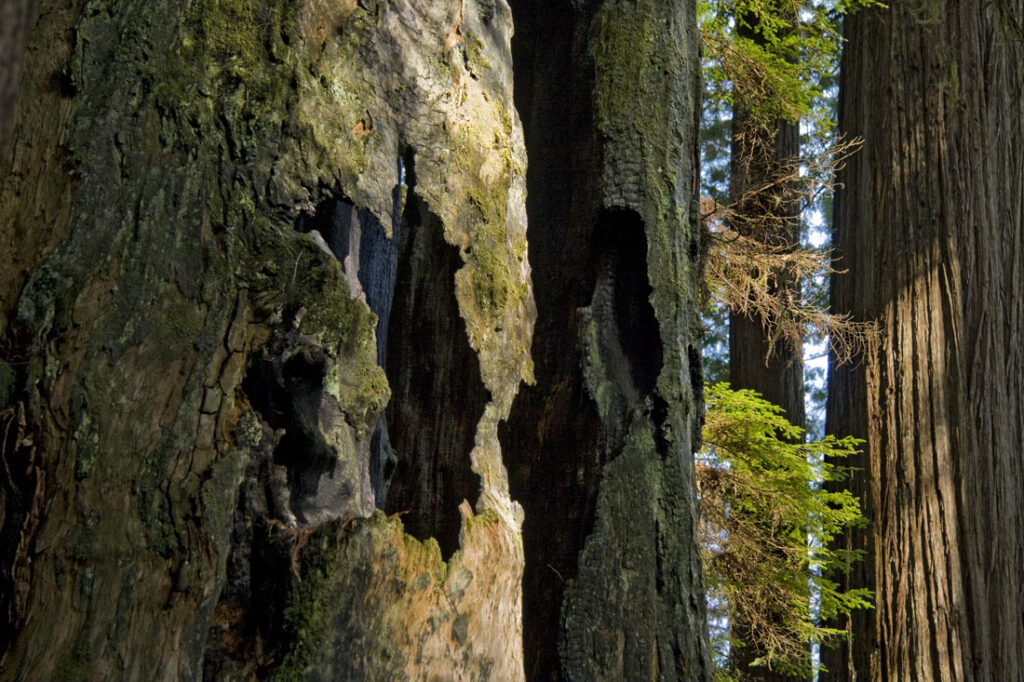 Redwood Tree Bark