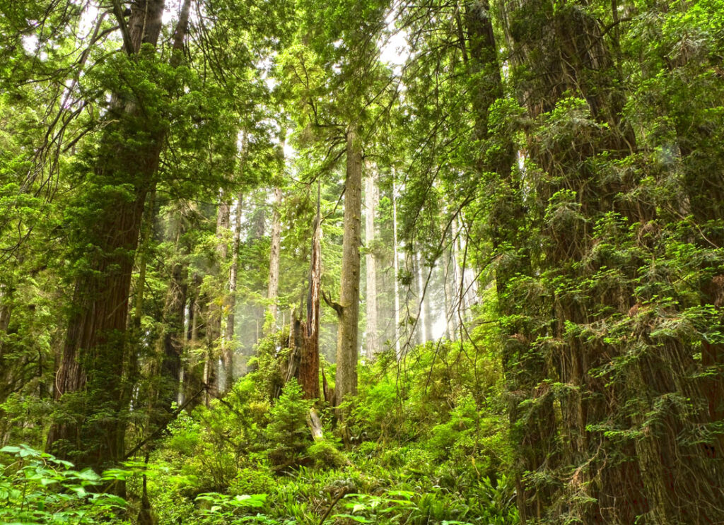Redwoods on Ossagon Trail