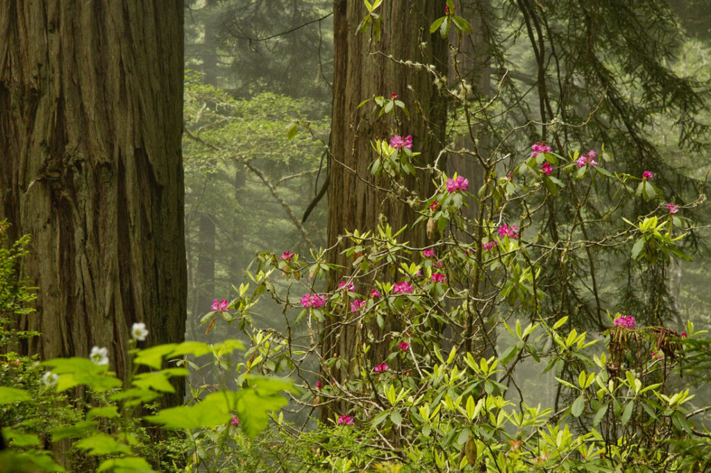 Rhododendron and Redwoods
