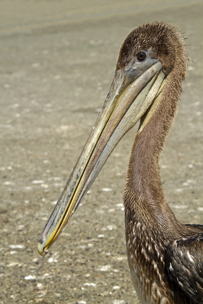 Brown Pelican Juvenile