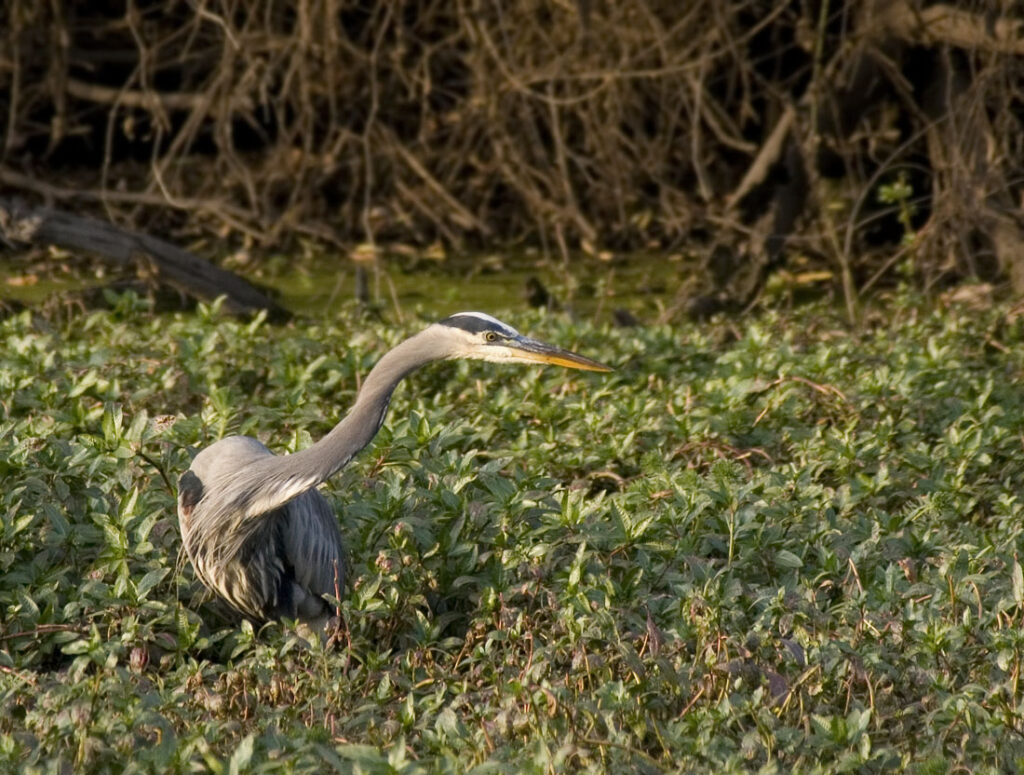 Great Blue Heron Hunting Frogs