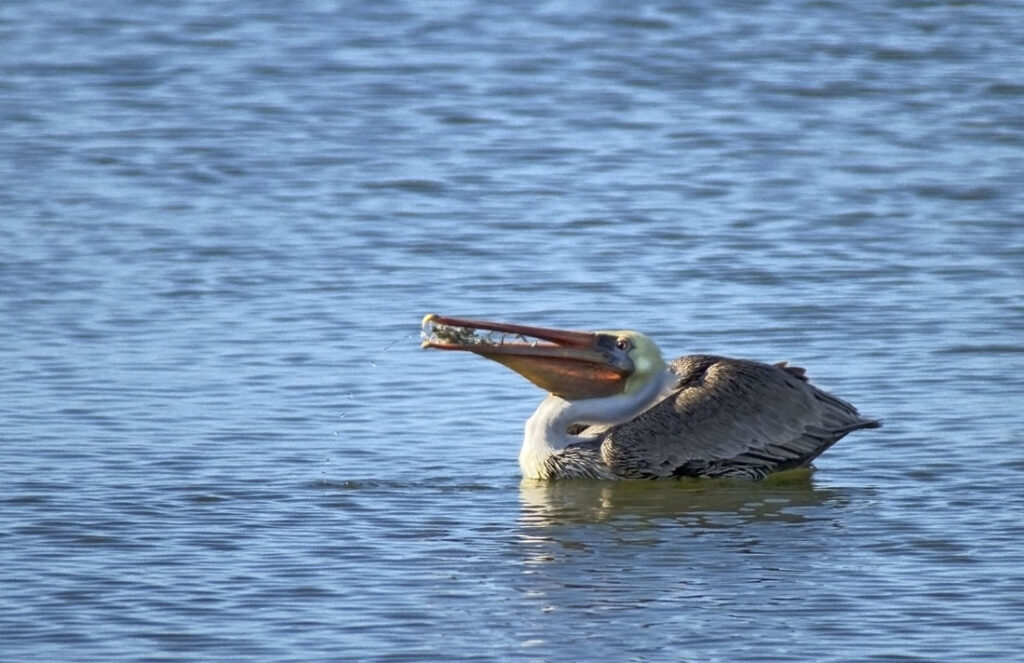 Brown Pelican Eating Smelt