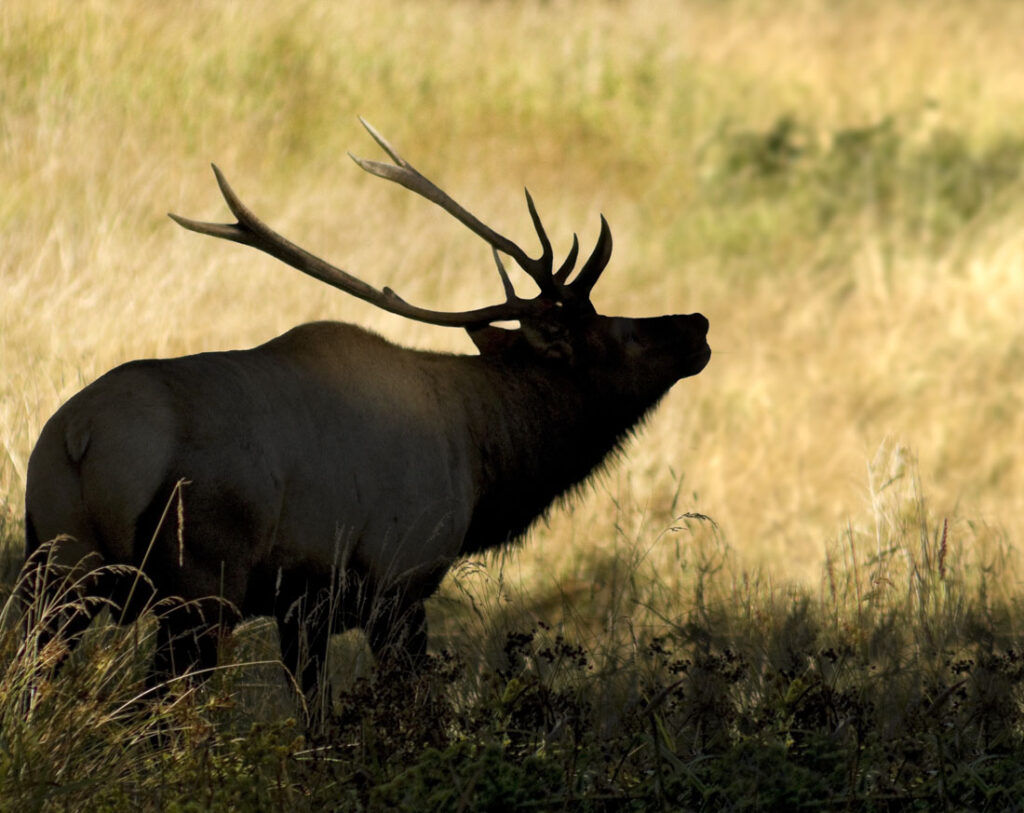 Elk Buck Profile