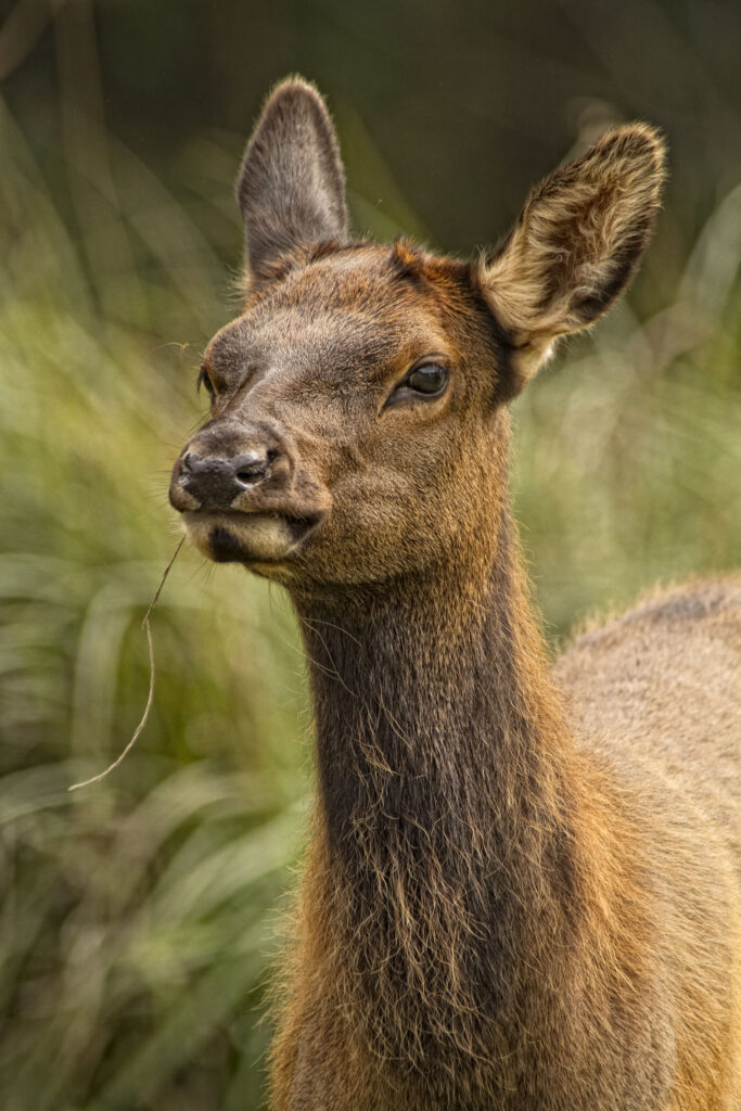 Elk Calf Portrait