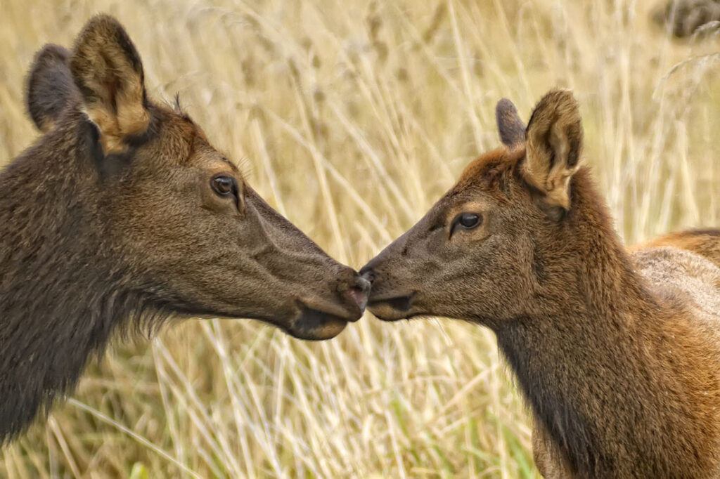 Elk Cow and Calf Touching Noses