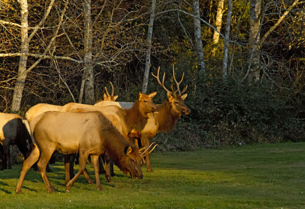 Elk Herd at Sunset