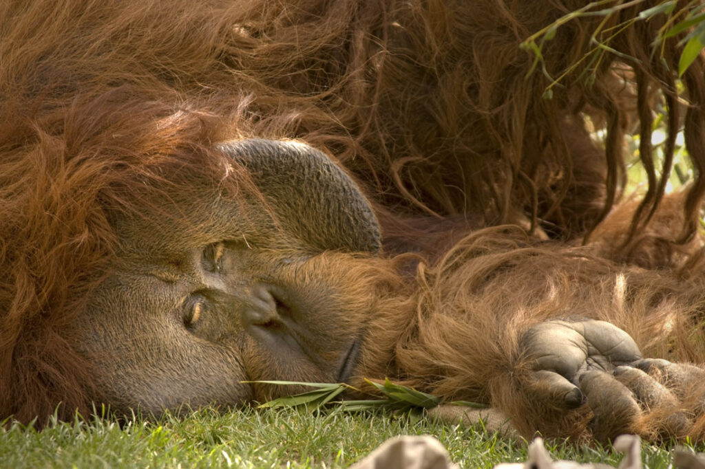 Sumatran Orangutan Male Sleeping