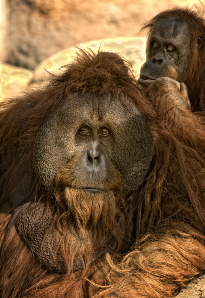 Sumatran Orangutan Male Being Groomed