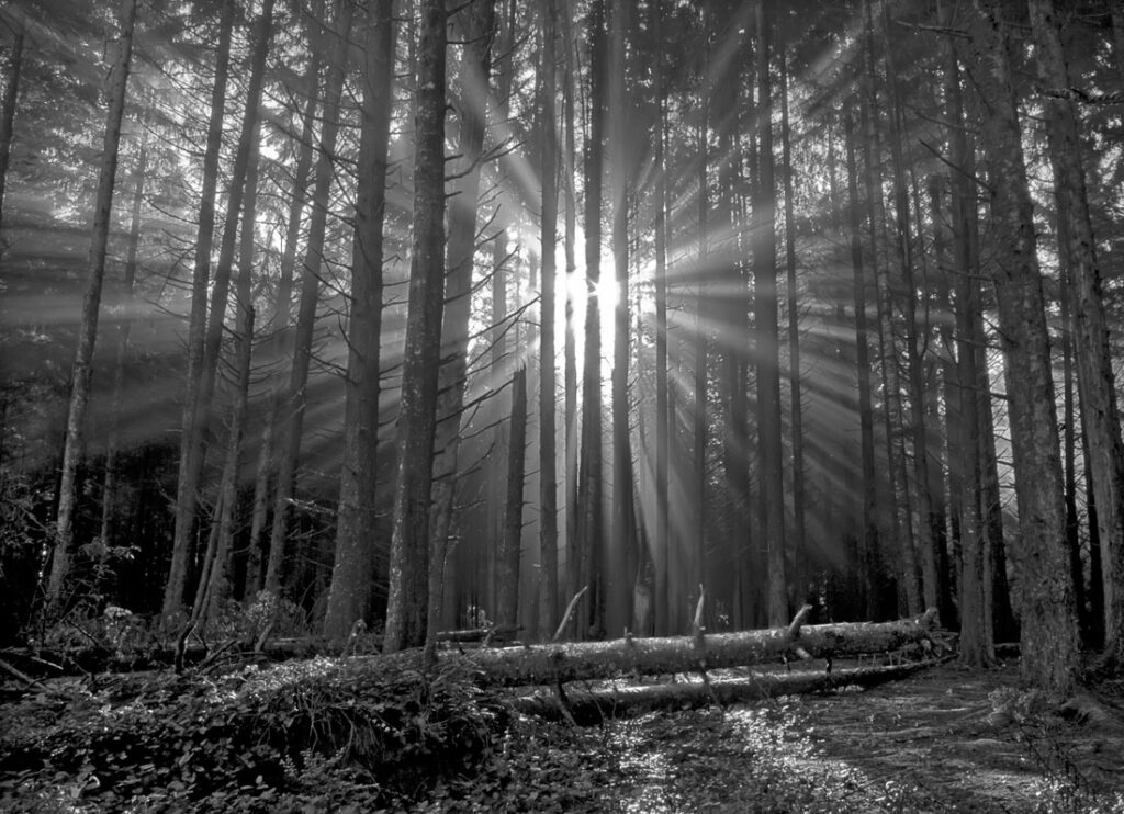 Sunbeams in Forest