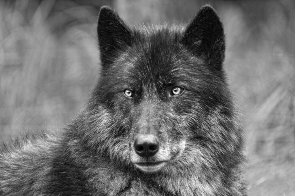 Black Timber Wolf