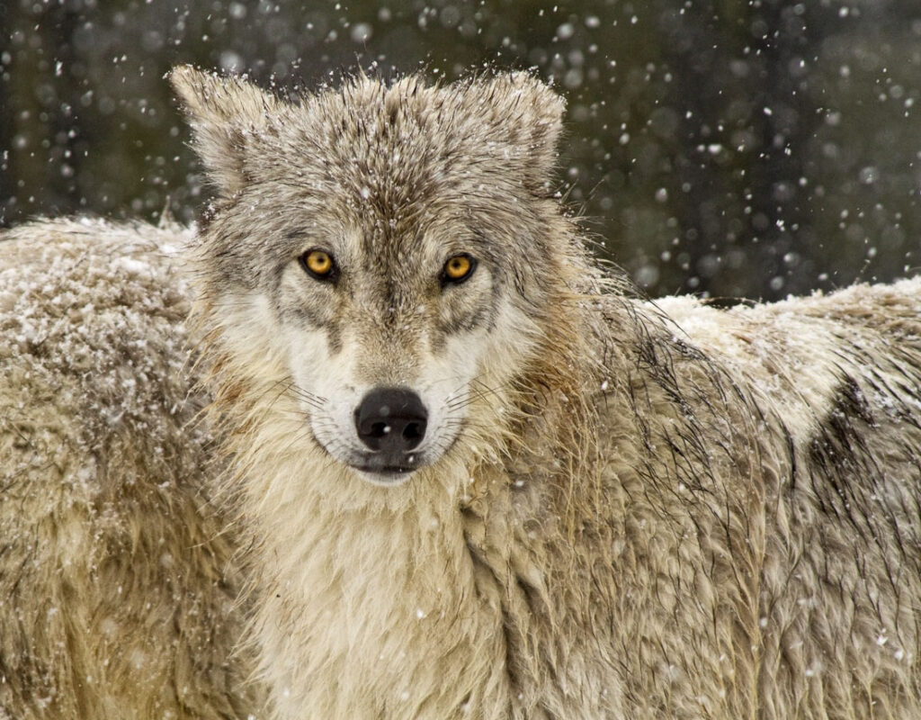 Timber Wolf in Snow