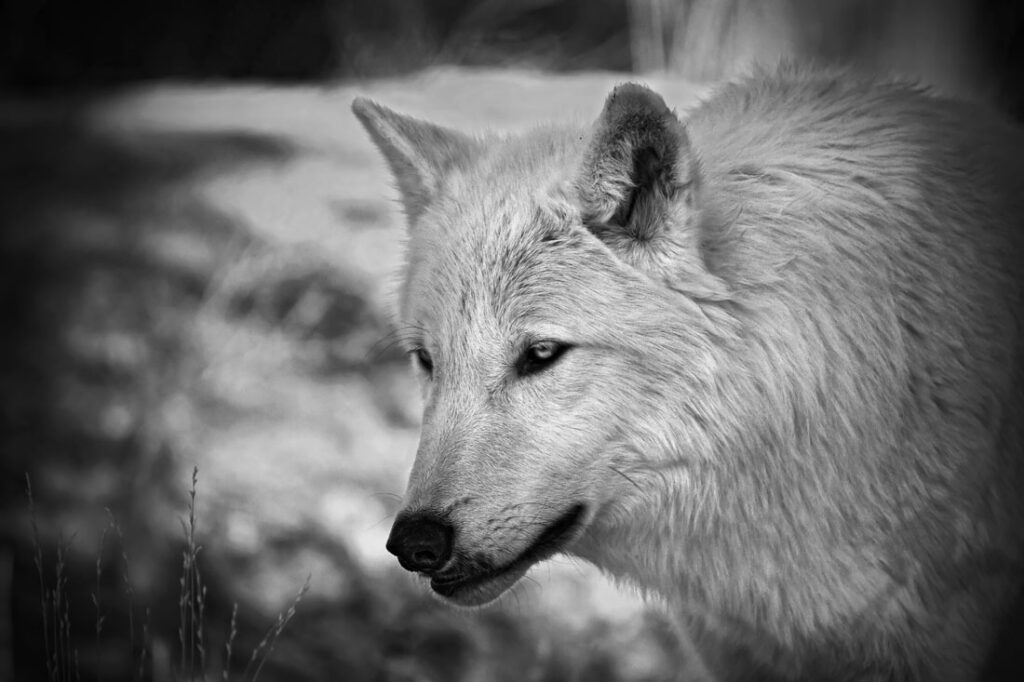 Timber Wolf Looking of Into the Distance
