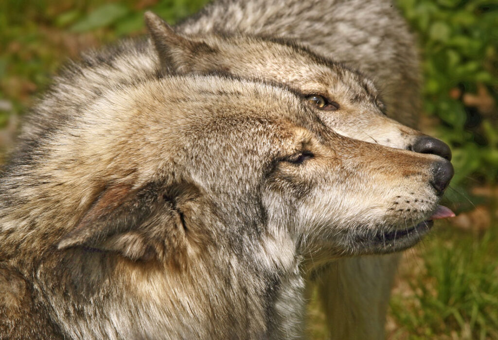 Timber Wolves Kissing