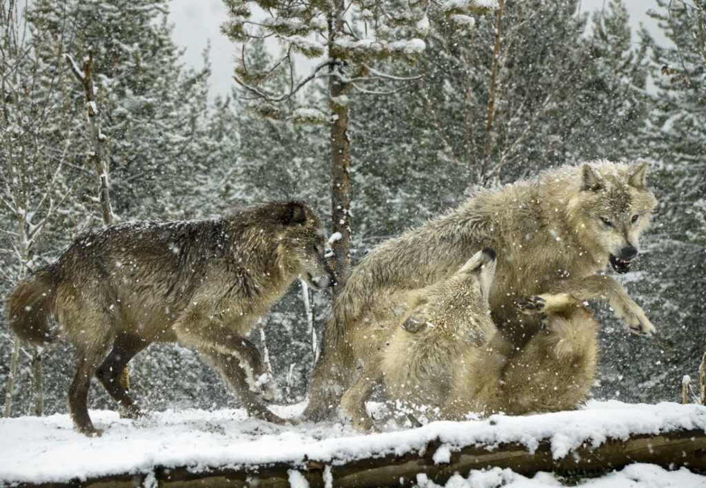 Timber Wolves Playing