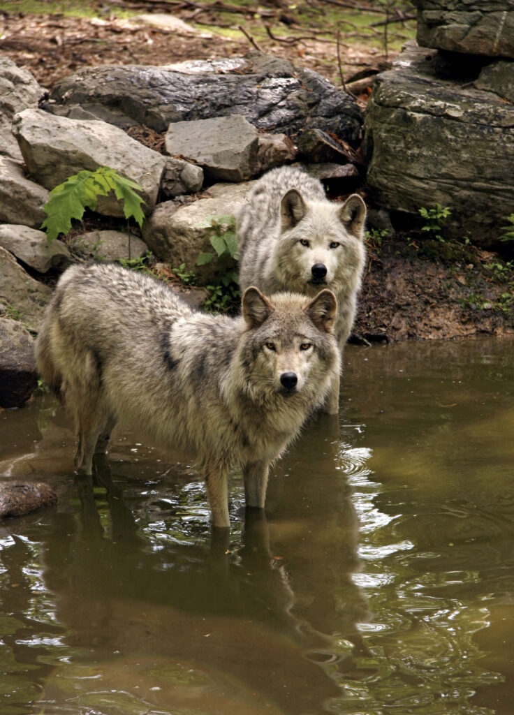 Timber Wolves in Swimming Hole
