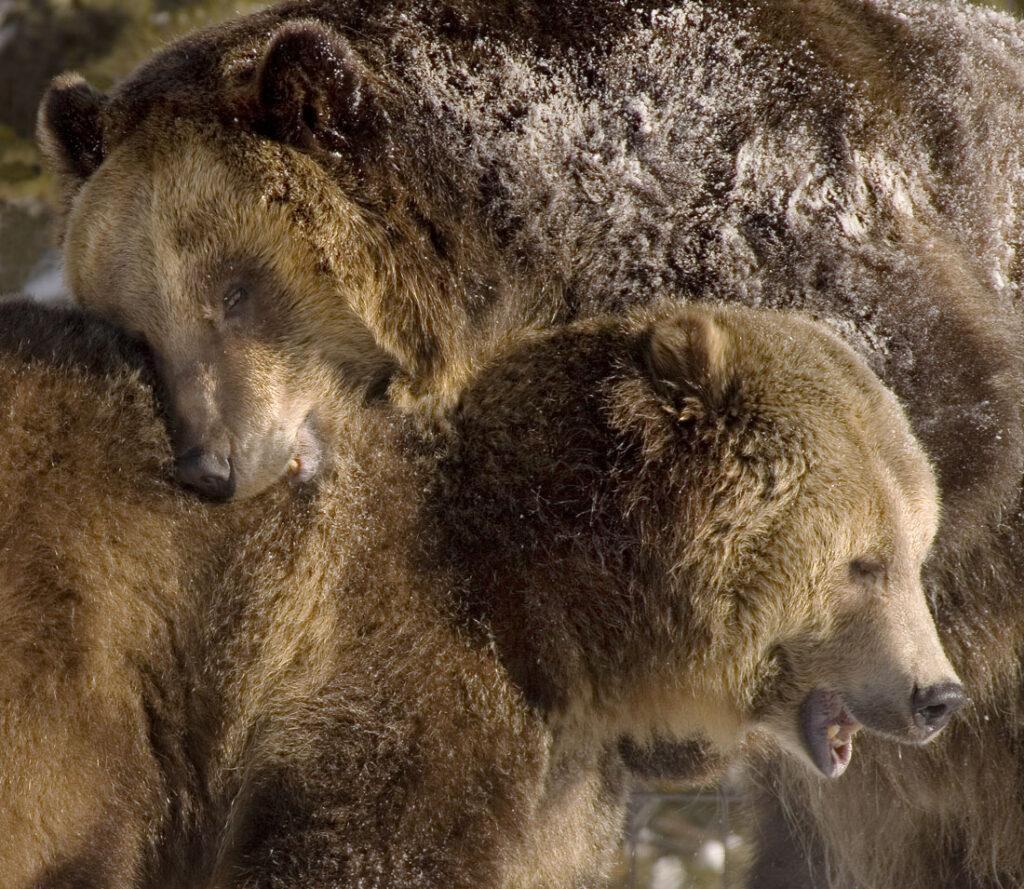 Grizzly Bears Wrestling