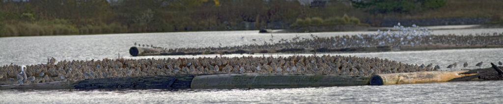 Arcata Marsh Bird Migration