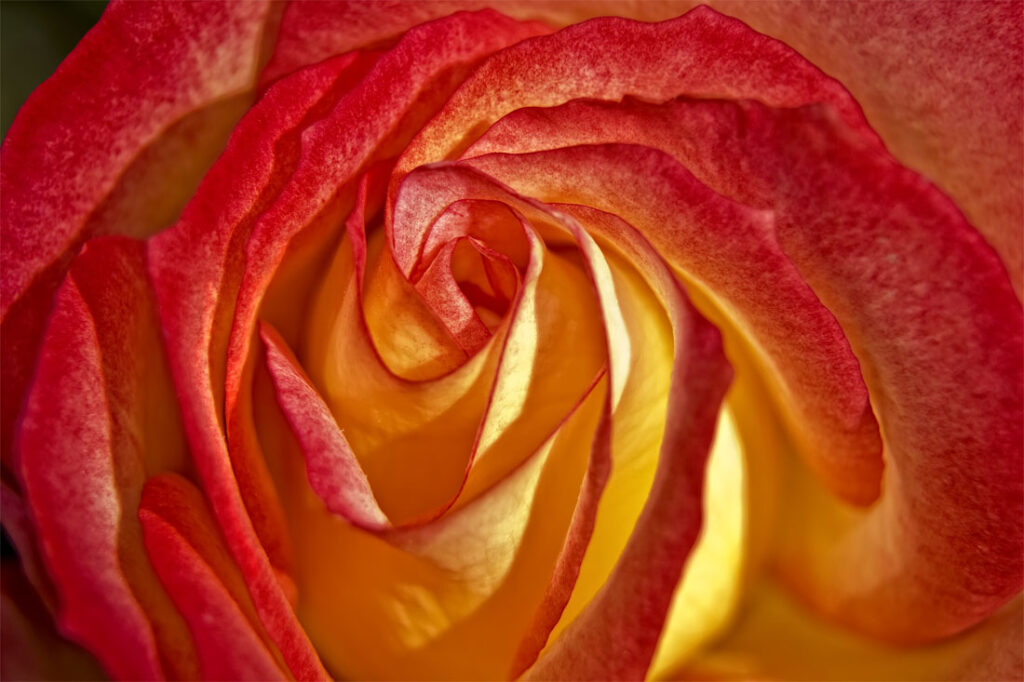 Variegated Rose