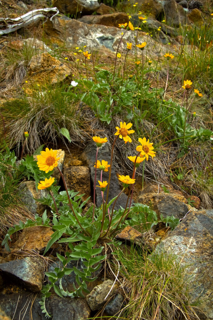 Yellow Flowers against Rocks