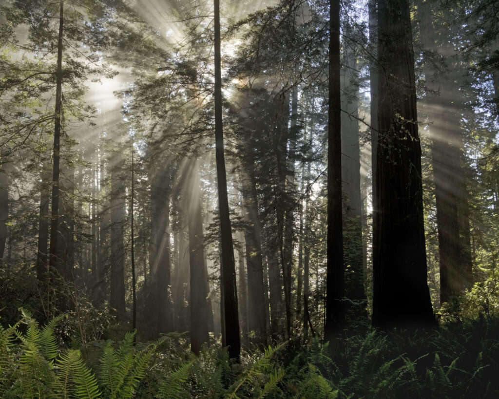 Redwood Sunbeams