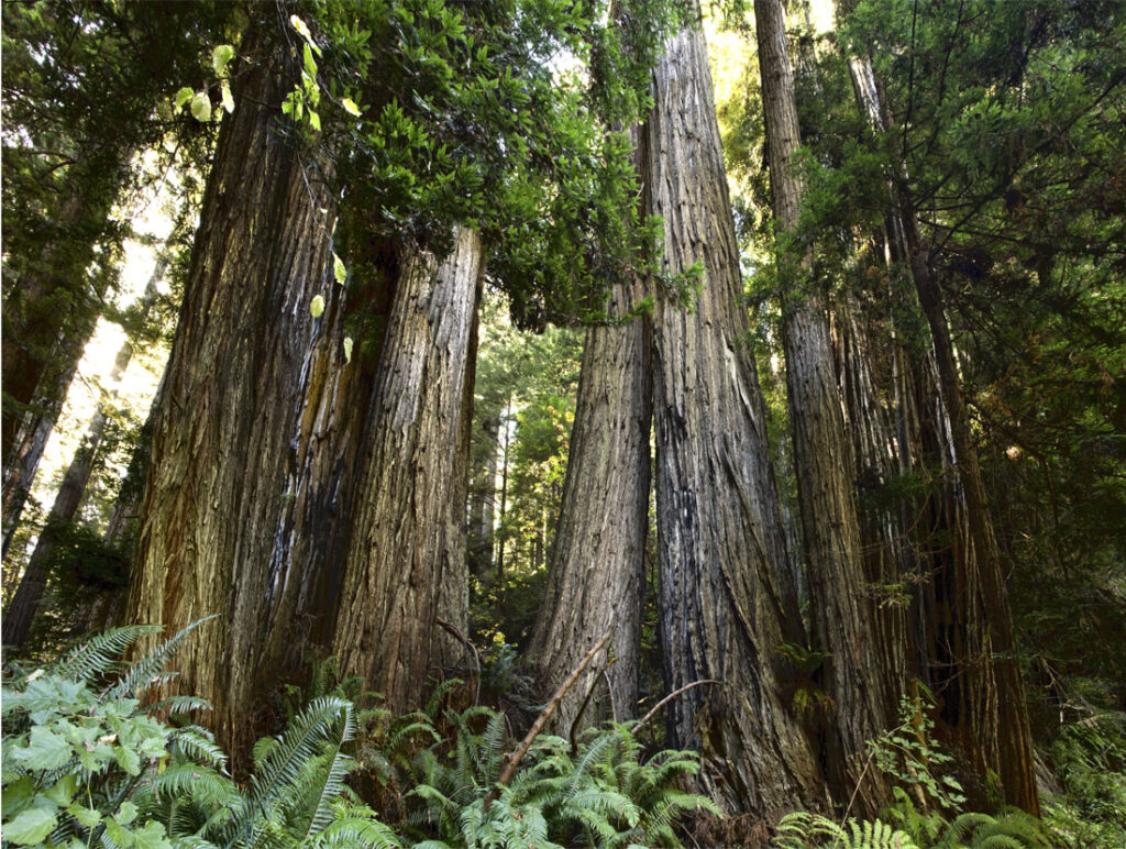 Row of redwoods