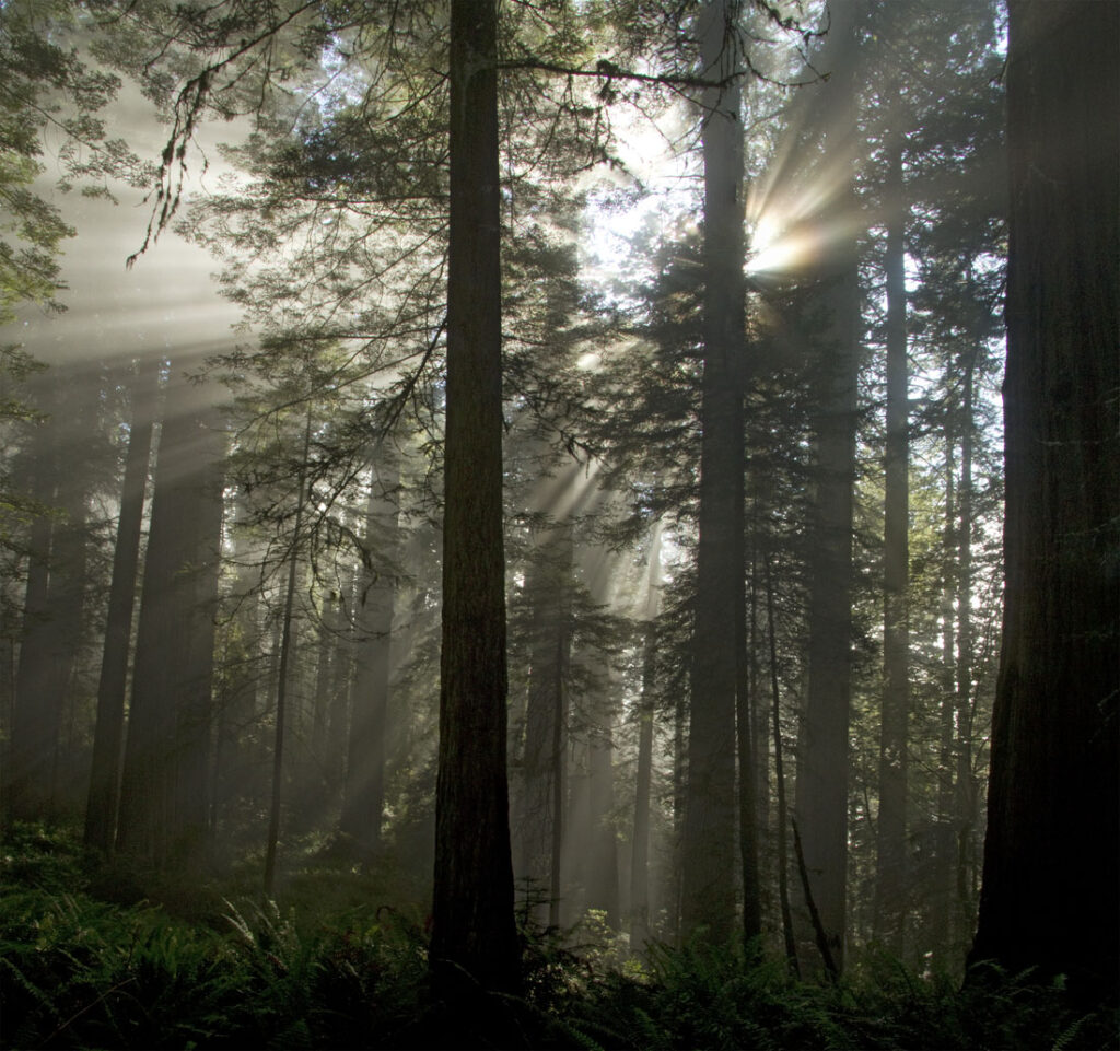Redwood Sunbeams