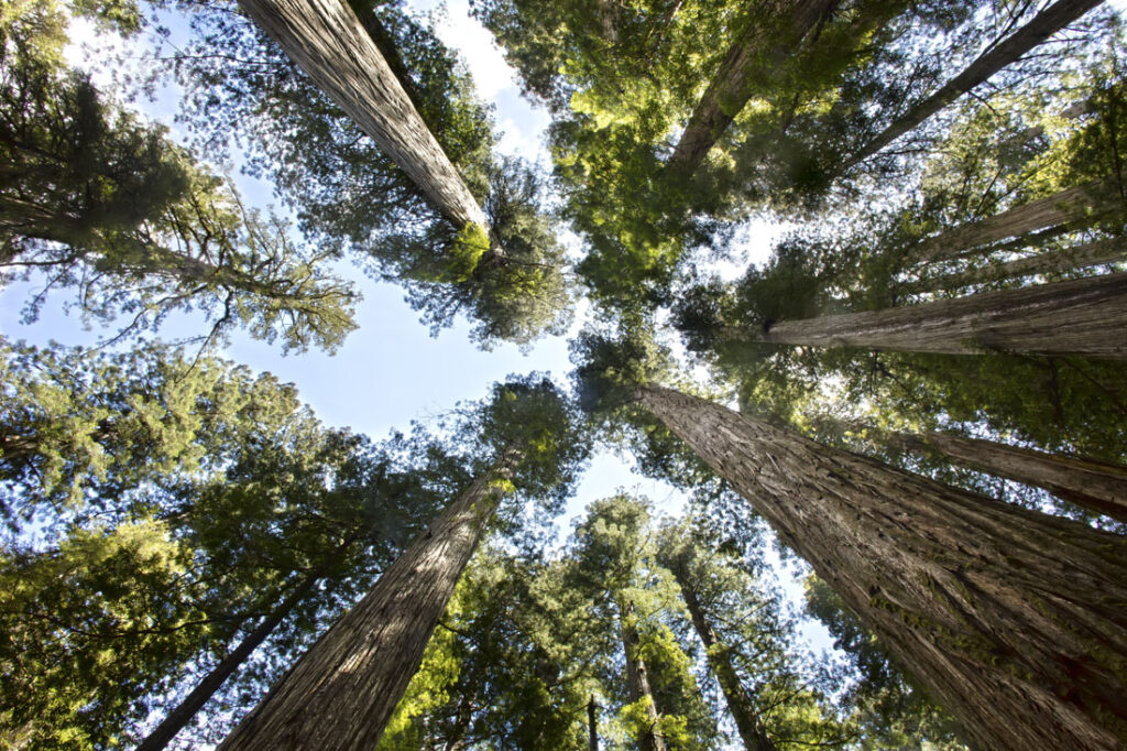 Redwood Tops in Perspective