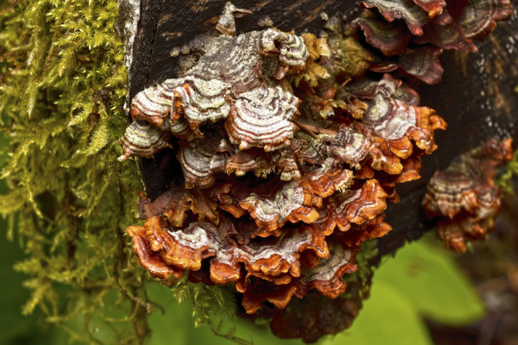 Wood-Ear Mushroom